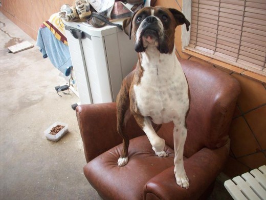 mi boxer lo mejor que tengo mi boxer lo mejor que tengo